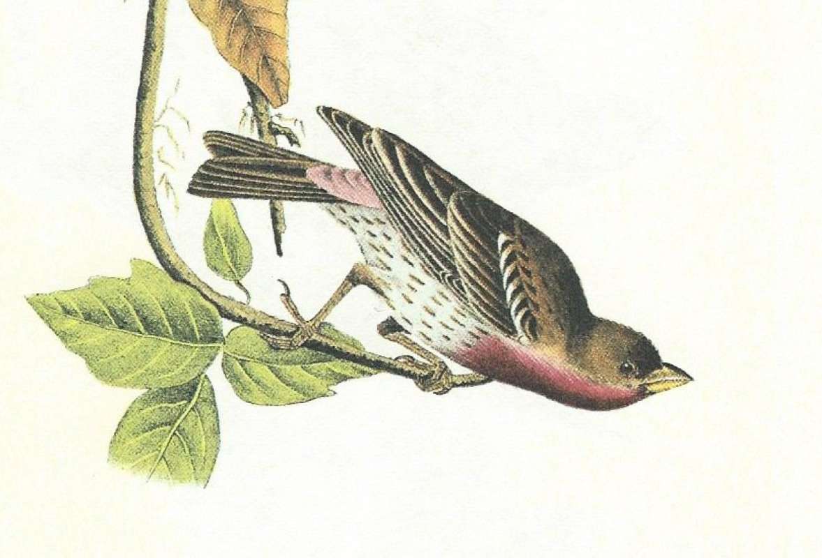 Close View of Male<br>(Origin of the Specimen: Audubon Painting)