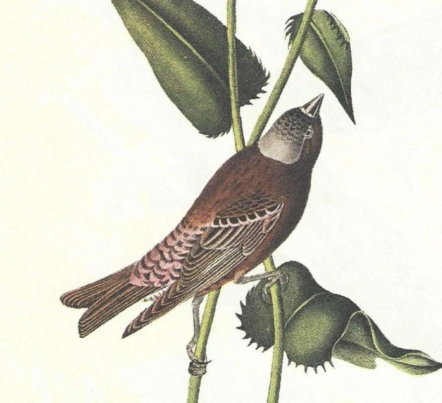 Clsoer View of Male<br>(Origin of the Specimen: Audubon Painting)