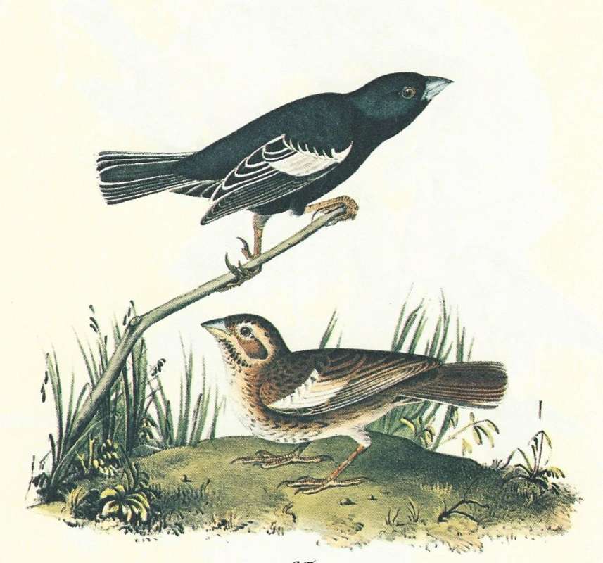 Pair - Male Above<br>(Origin of the Specimen: A;udubon Painting)