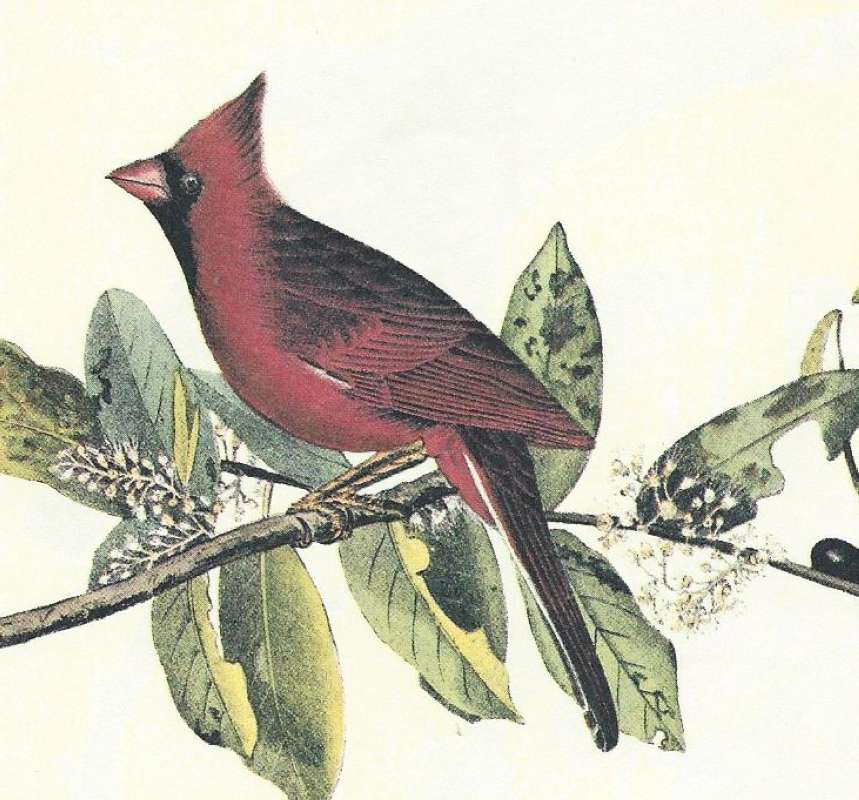Male - Closer View<br>(Origin of the Specimen: Audubon Painting)