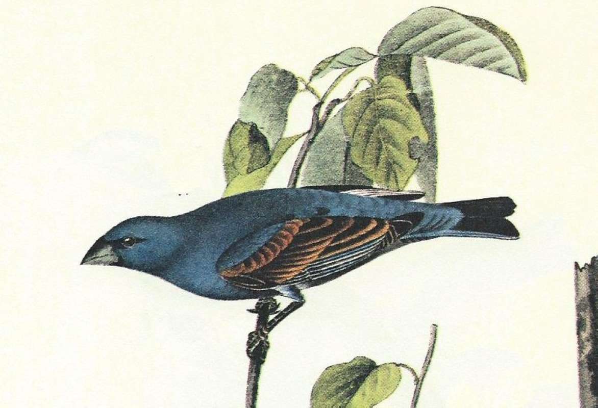 Closer View - Two Males<br>(Origin of the Specimen: Audubon Painting)