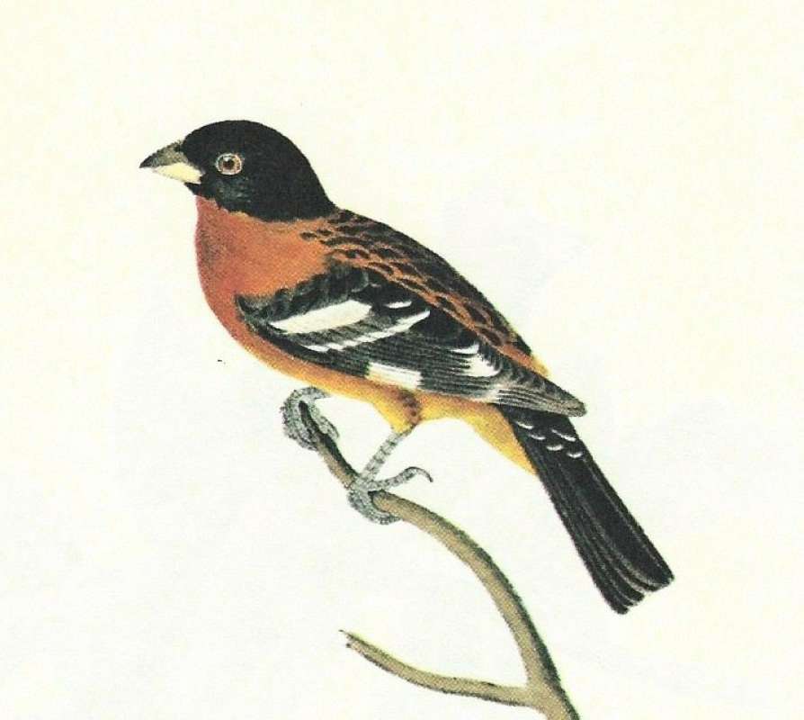 Male - Closer View of Side<br>(Origin of the Specimen: Audubon Painting)
