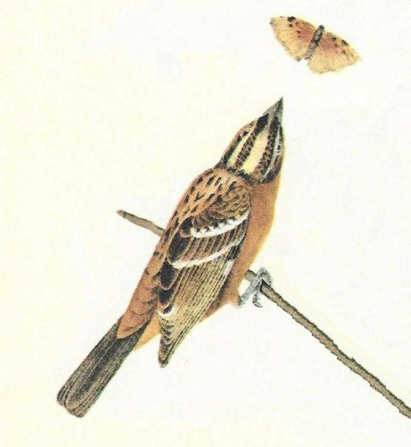 Female - Closer view Dorsal head and Dorsal Wing<br>(Origin of the Specimen: Audubon Painting)
