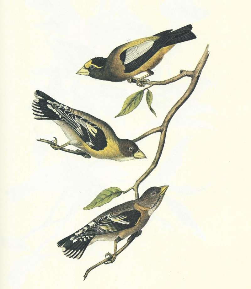Male Above, Young Male Middle, Female Loweest<br>(Origin of the Specimen: Audubon Painting)