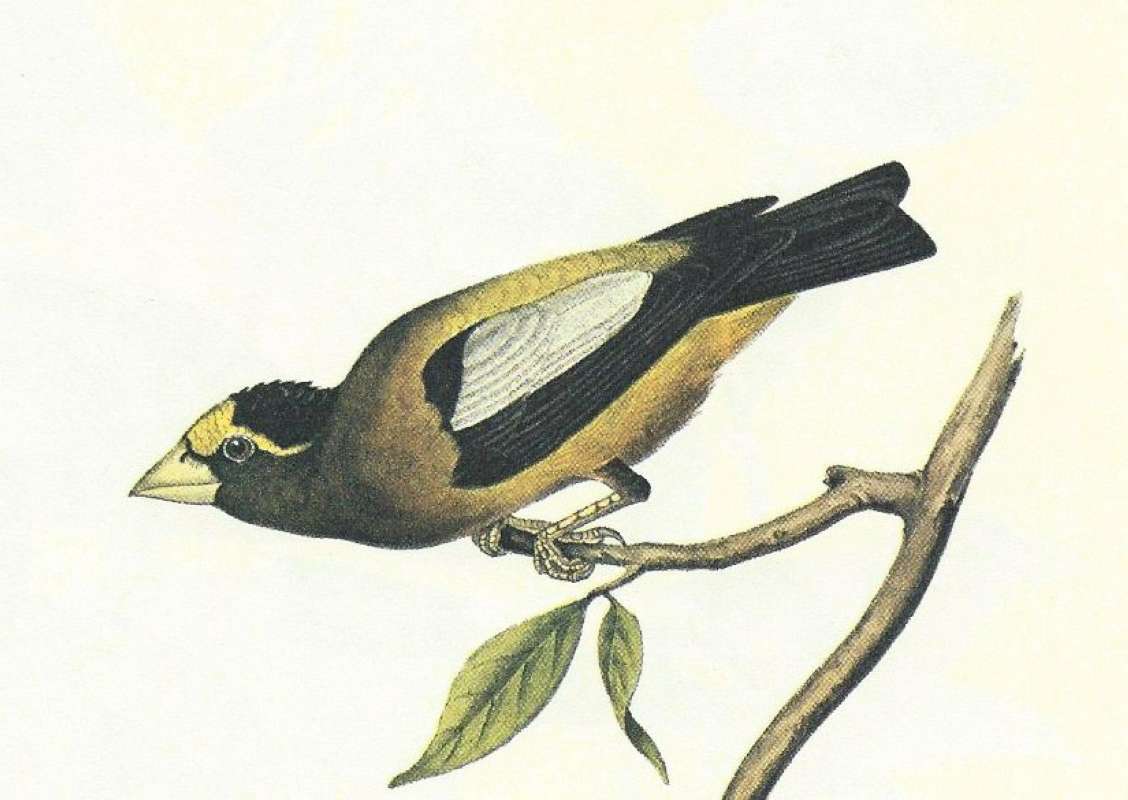 Close View of Adult Male<br>(Origin of the Specimen: Audubon Painting)