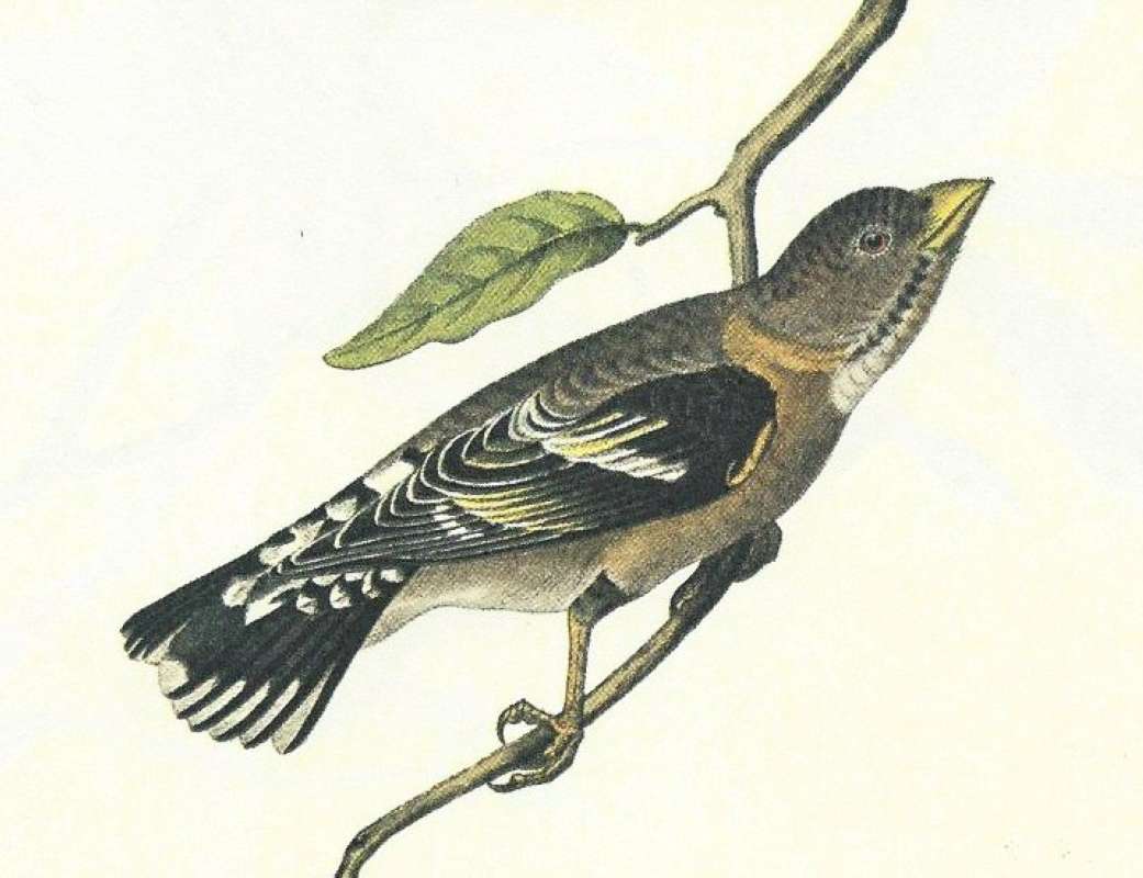 Close View of Female<br>(Origin of the Specimen: Audubon Painting)
