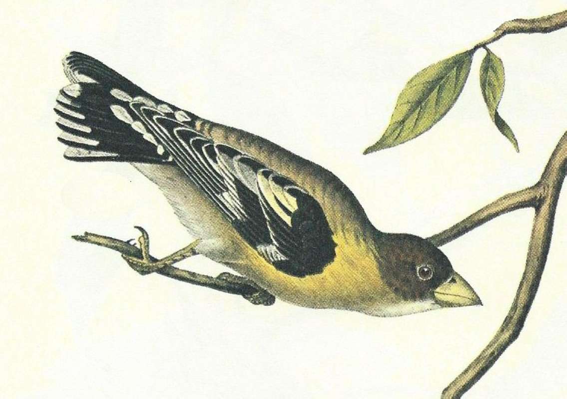 Close View of Younger Male<br>(Origin of the Specimen: Audubon Painting)
