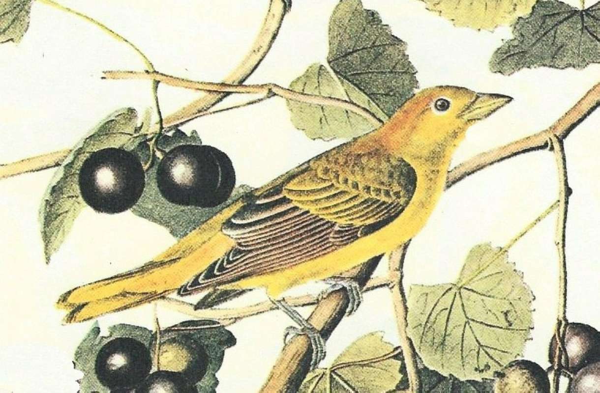 Adult Female - Closer View<br>(Origin of the Specimen: Audubon Painting)
