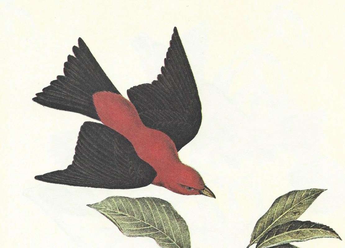 Closer View of Male<br>(Origin of the Specimen: Audubon Painting)