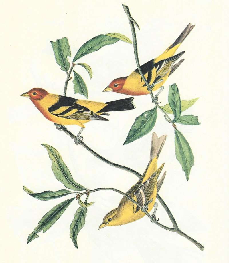 Two Males Above - Female Below<br>(Origin of the Specimen: Audubon Painting)