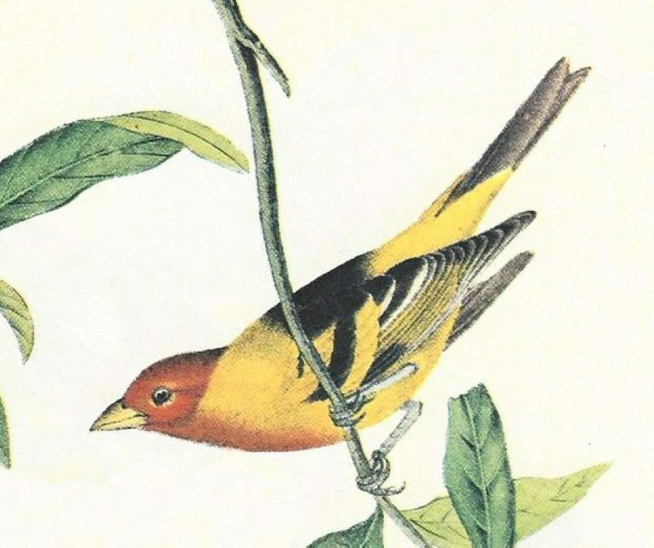 Side View of Male - Close View<br>(Origin of the Specimen: Audubon Painting)