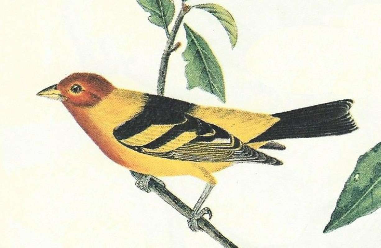 Side View of 2nd Male - Close View<br>(Origin of the Specimen: Audubon Painting)