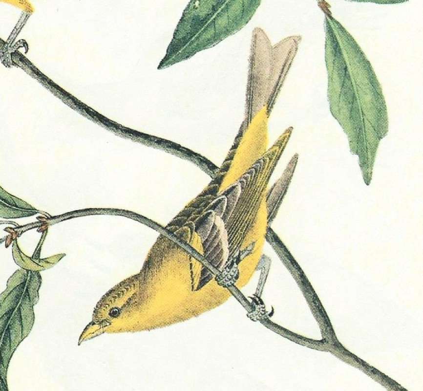 Side View of Female<br>(Origin of the Specimen: Audubon Painting)