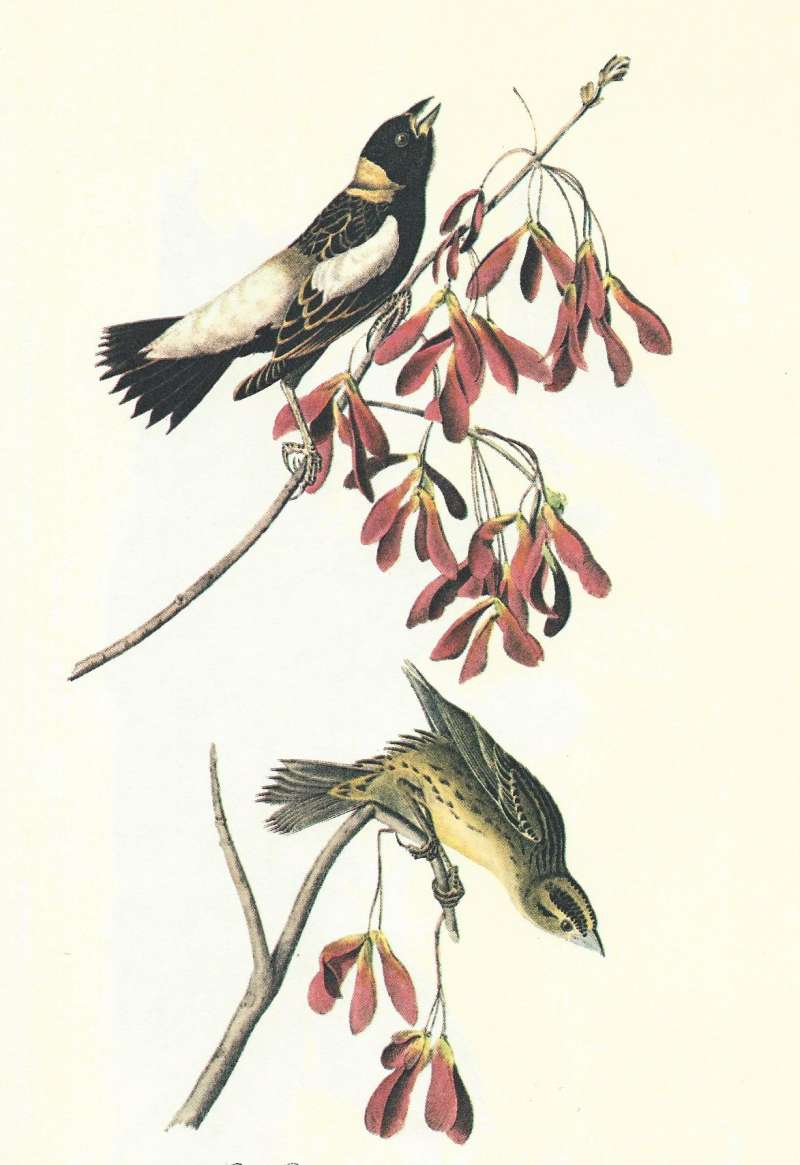 Pair on Red Maple = Male Above<br>(Origin of the Specimen: Audubon Painting)