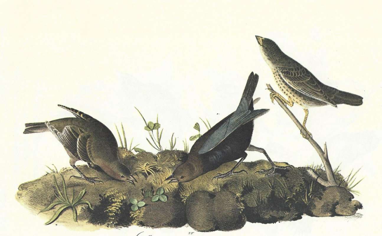 Male in Center. Female on Left, Youg on branch<br>(Origin of the Specimen: Audubon Painting)