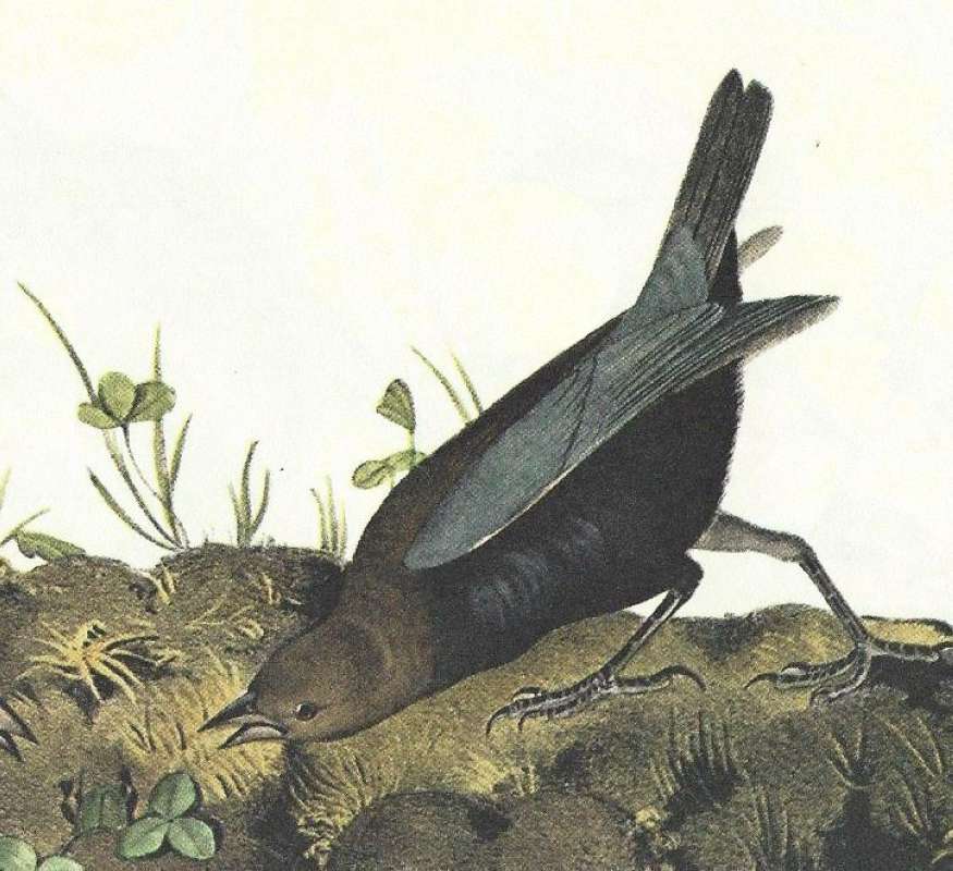 Closer View of Male<br>(Origin of the Specimen: Audubon Painting)