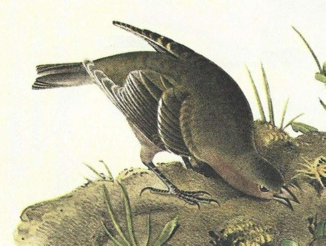 Clsoer View of Female<br>(Origin of the Specimen: Audubon Painting)