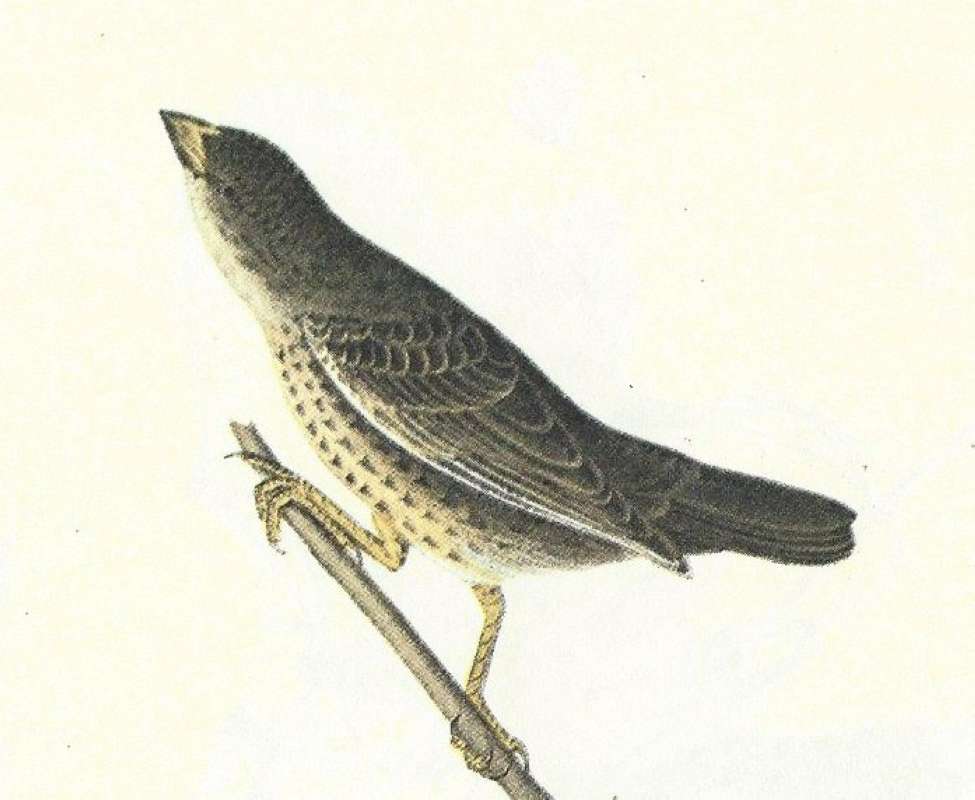 Closer View of Young<br>(Origin of the Specimen: Audubon Painting)