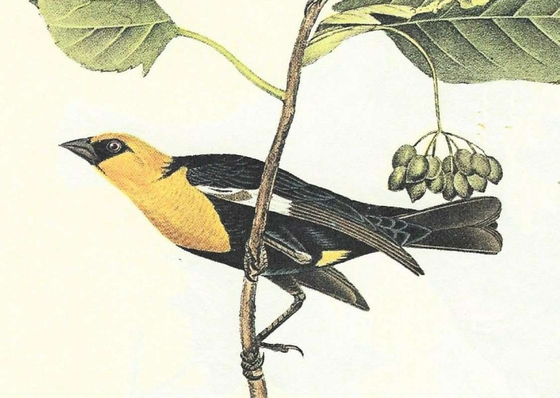 Closer Viw of Male<br>(Origin of the Specimen: Audubon Painting)
