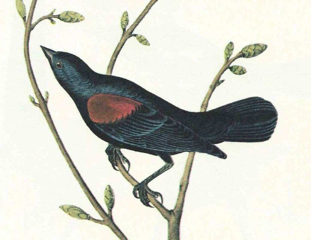 Male - Closer View<br>(Origin of the Specimen: Audubon Painting)