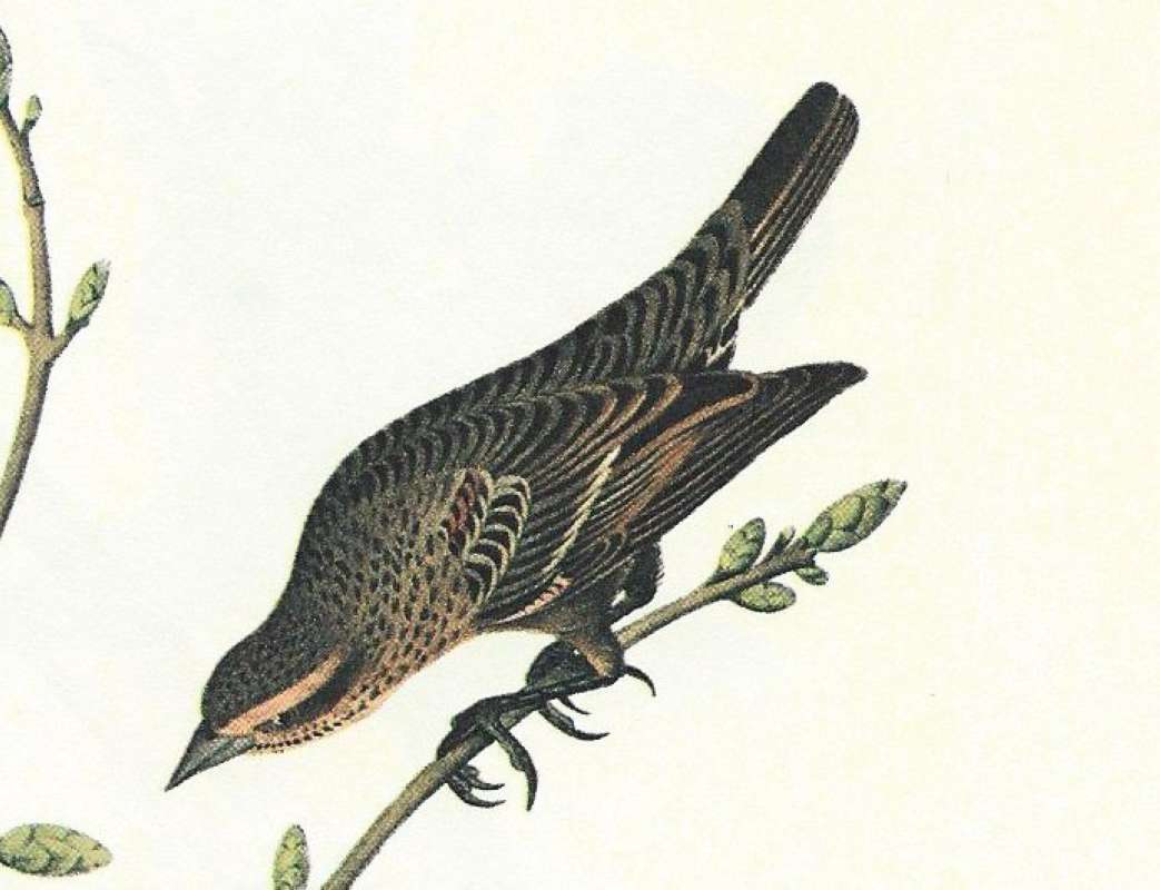 Female -Closer View<br>(Origin of the Specimen: Audubon Painting)