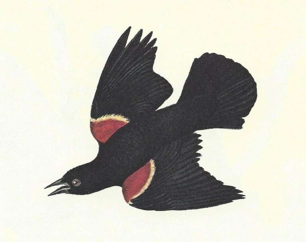 Closer View of Male<br>(Origin of the Specimen: Audubon Painting)