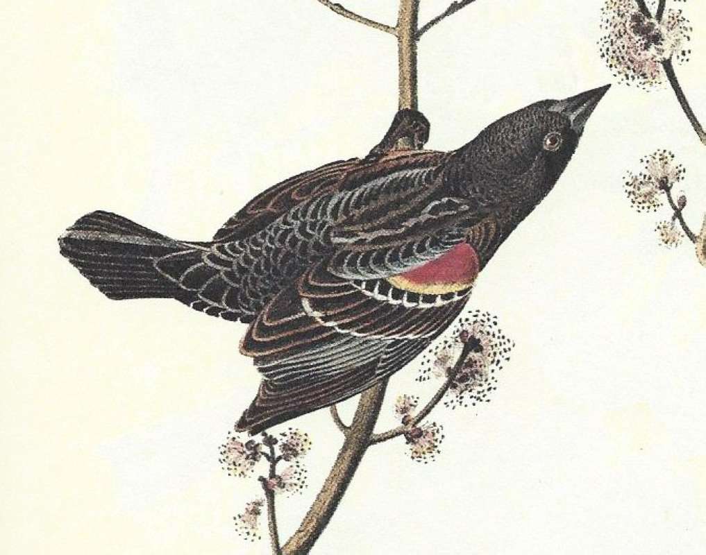 Closer View of Female<br>(Origin of the Specimen: Audubon Painting)