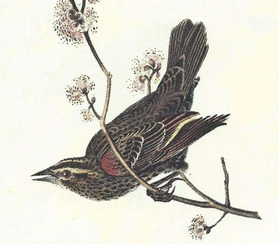 Closer View of Young<br>(Origin of the Specimen: Audubon Painting)
