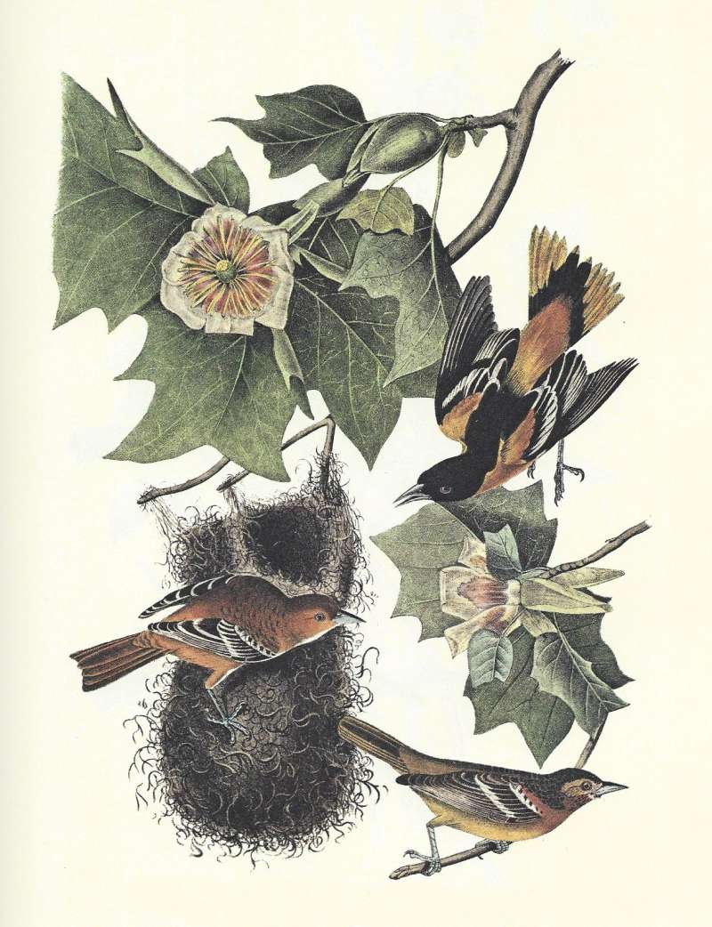 Male - Top Right, Female at Nest, Young Below<br>(Origin of the Specimen: Audubon Painting)