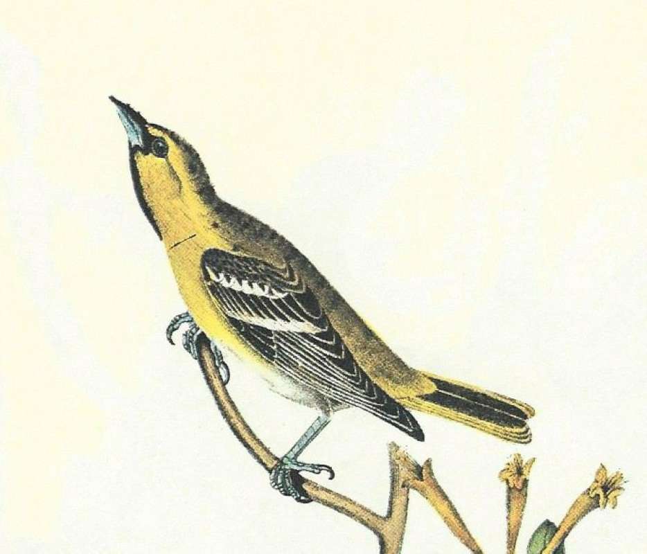 Closer View of Young Male<br>(Origin of the Specimen: Audubon Painting)