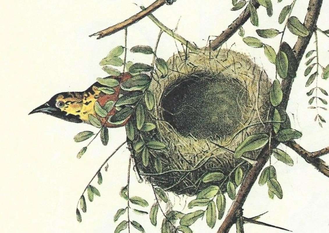 Closer View of Young Male<br>(Origin of the Specimen: Audubon Painting)