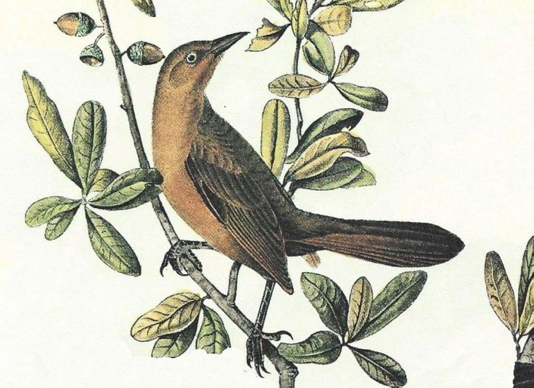 Closer View of Female<br>(Origin of the Specimen: Audubon Painting)