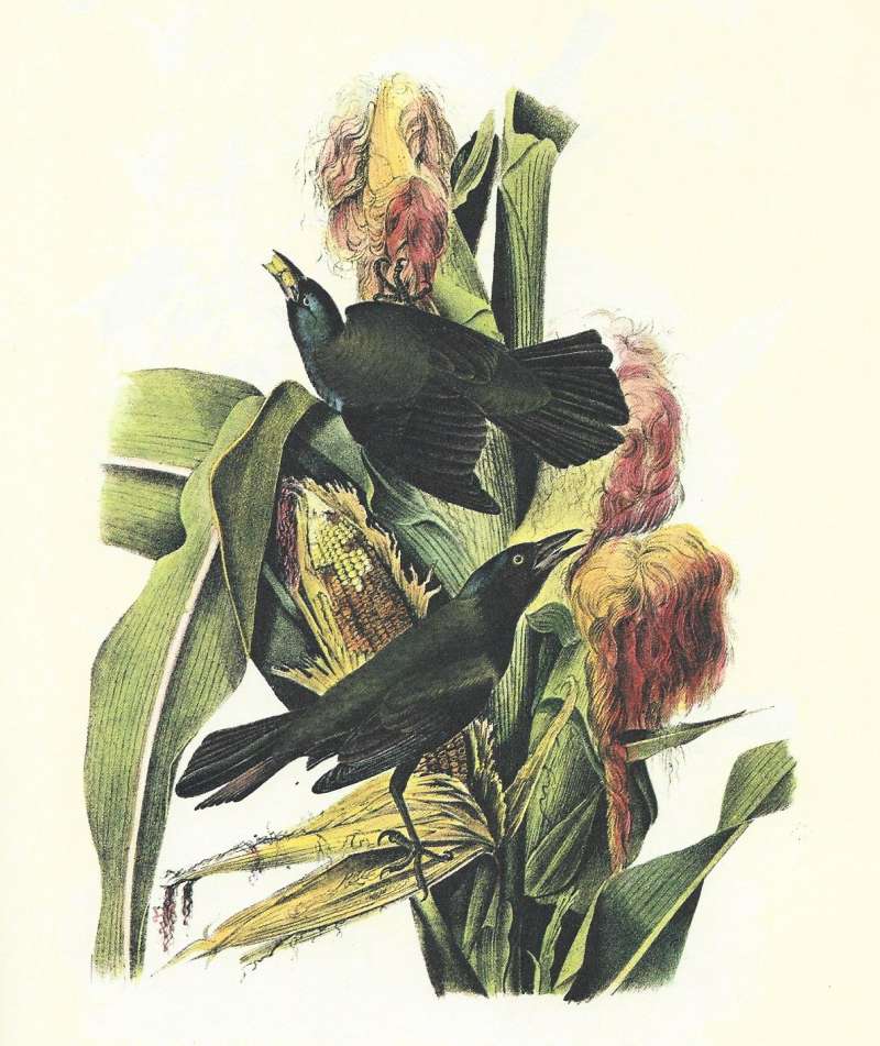 Pair Eating Corn - Male Below<br>(Origin of the Specimen: Audubon Painting)