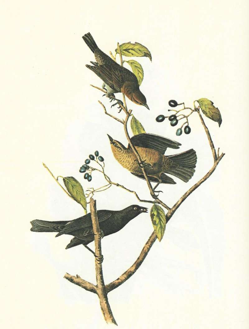 Top to Bottom:  Young Male, Female, Male<br>(Origin of the Specimen: Audubon Painting)