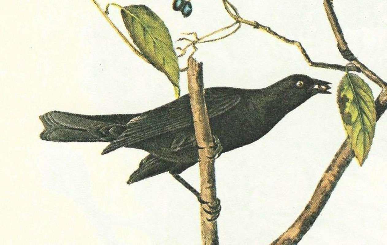 Male - Closer View<br>(Origin of the Specimen: Audubon Painting)
