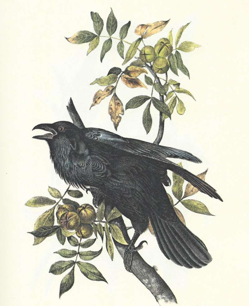 Male - Side View<br>(Origin of the Specimen: Audubon Painting)
