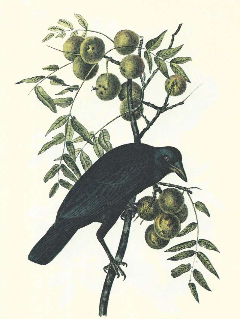 Side View in Black Walnut - Male<br>(Origin of the Specimen: Audubon Painting)