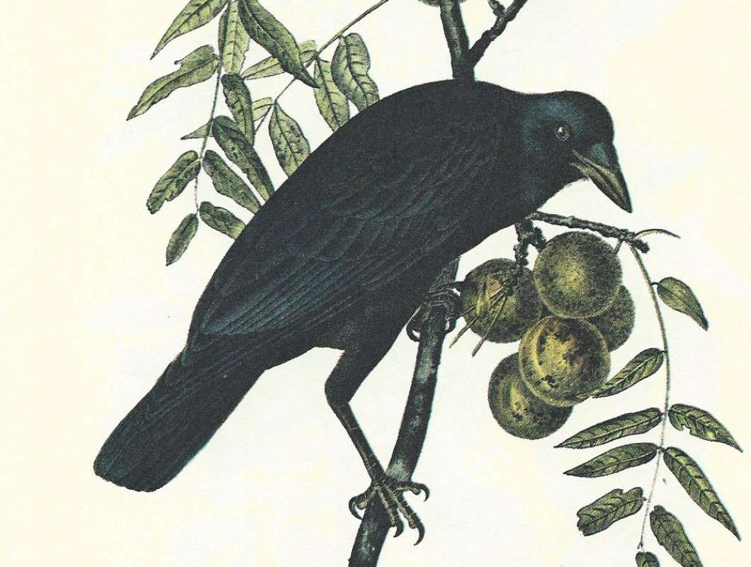 Closer View of Male<br>(Origin of the Specimen: Audubon Painting)