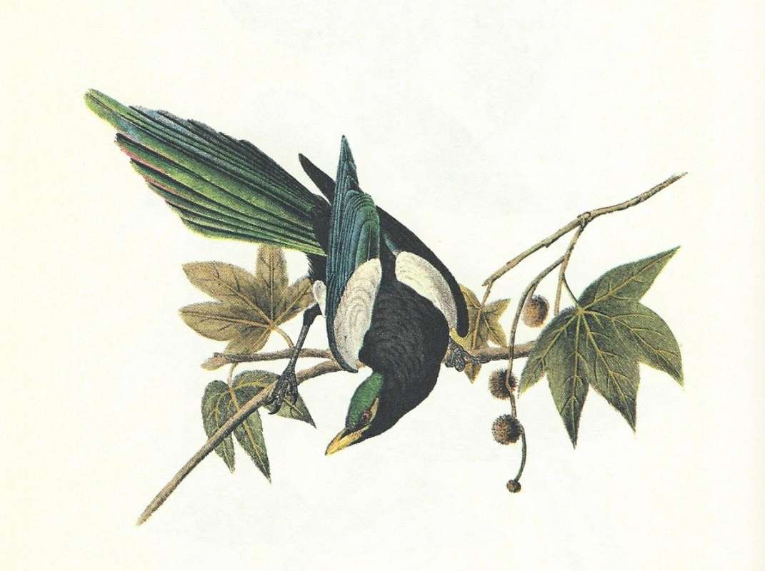 Angled View<br>(Origin of the Specimen: Audubon Painting)