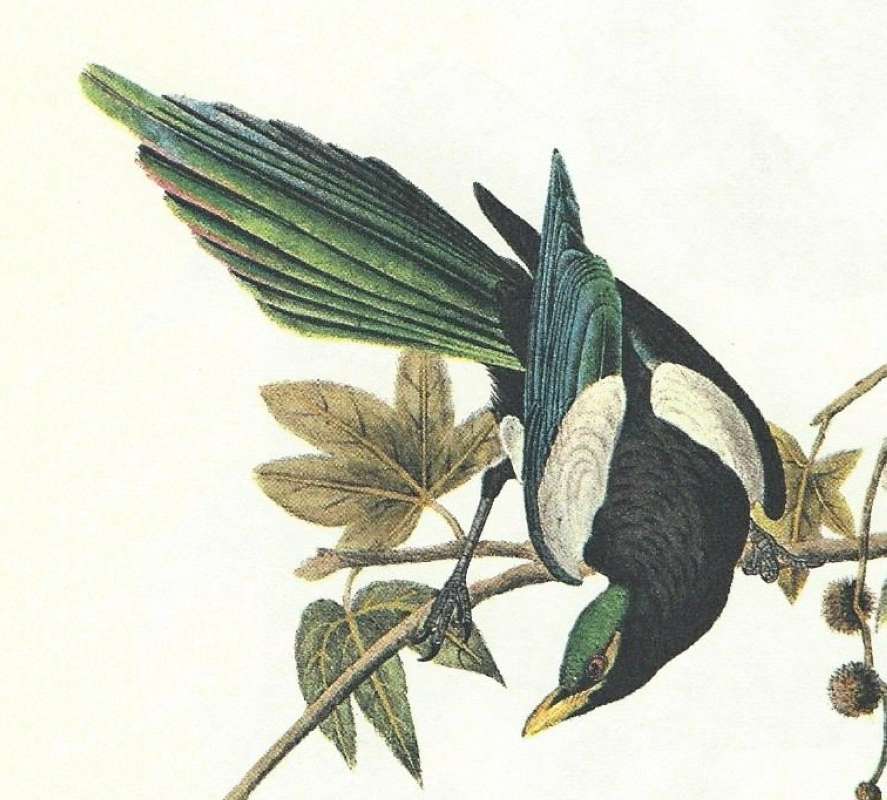 Closer View of Male<br>(Origin of the Specimen: Audubon Painting)