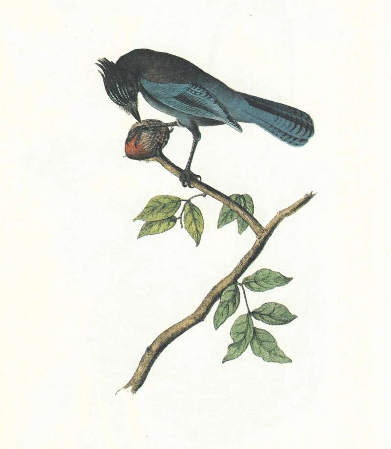 Male<br>(Origin of the Specimen: Audubon Painting)