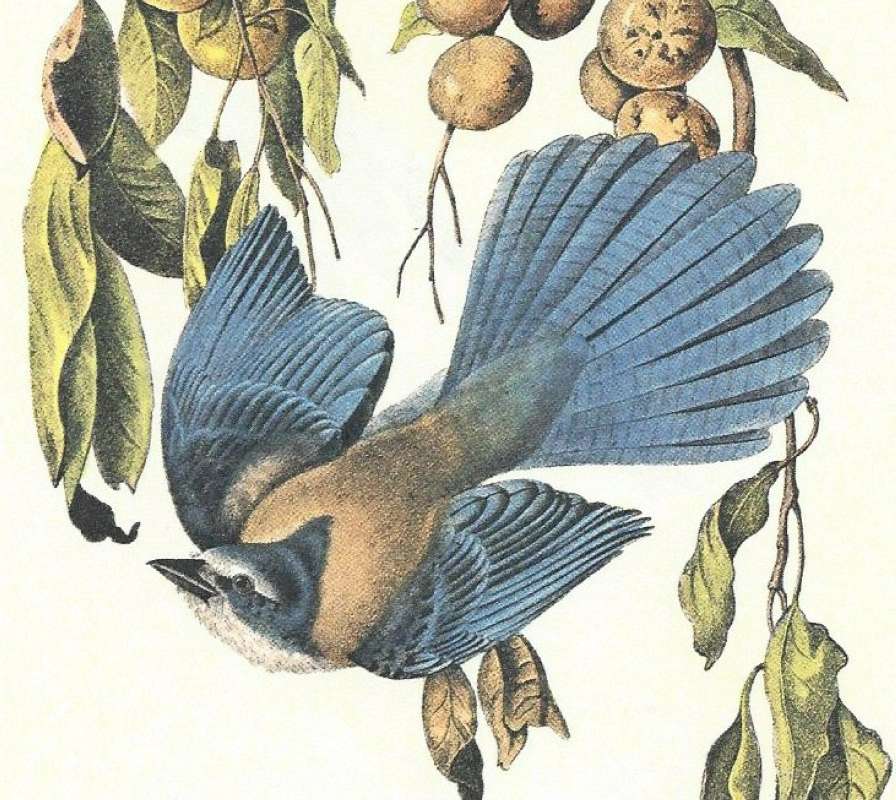 Closer View of Male<br>(Origin of the Specimen: Audubon Painting)