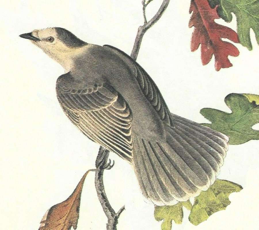 Closer View of Female<br>(Origin of the Specimen: Audubon Painting)