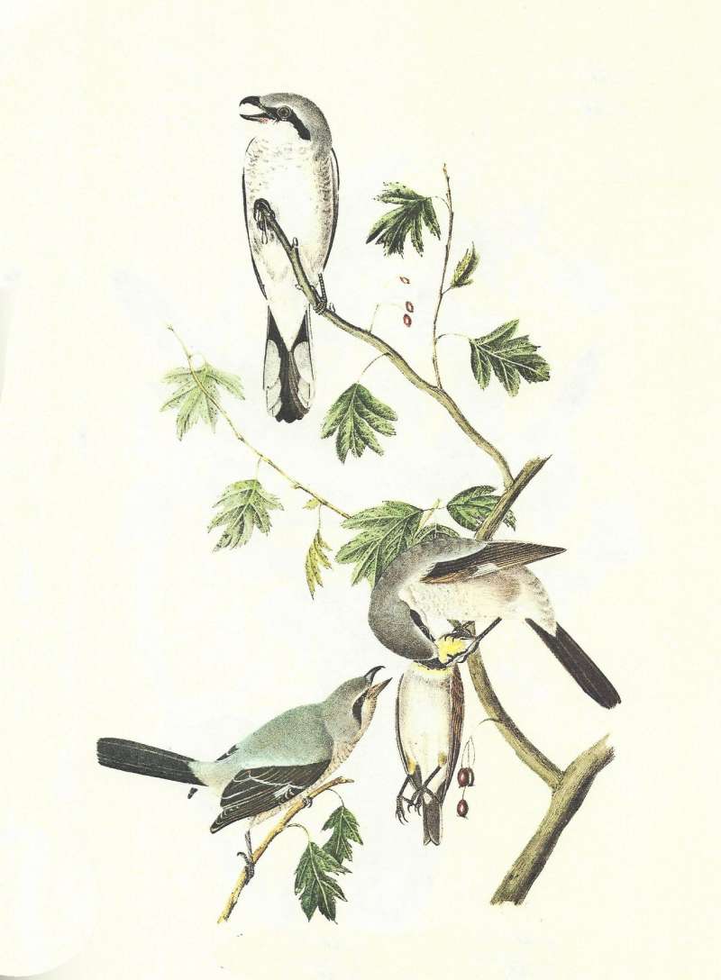 Male at Top, Young with Prey, Female on Left<br>(Origin of the Specimen: Painting by Audubon)