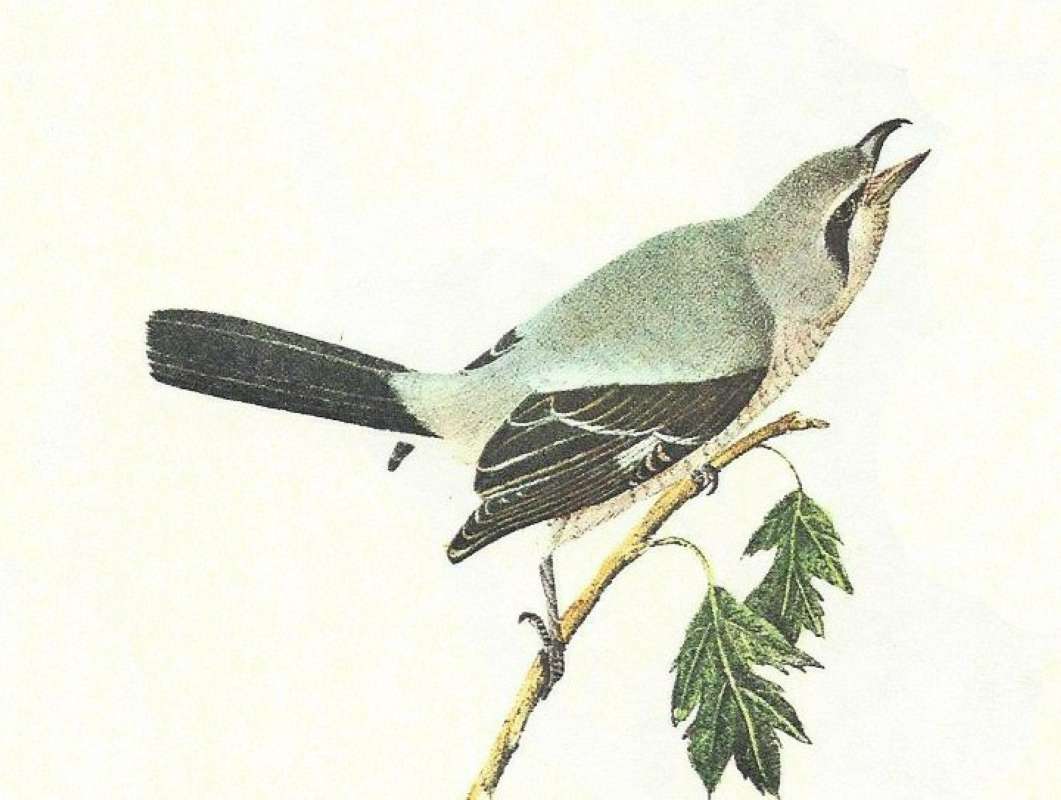 Closer View of Female<br>(Origin of the Specimen: Painting by Audubon)