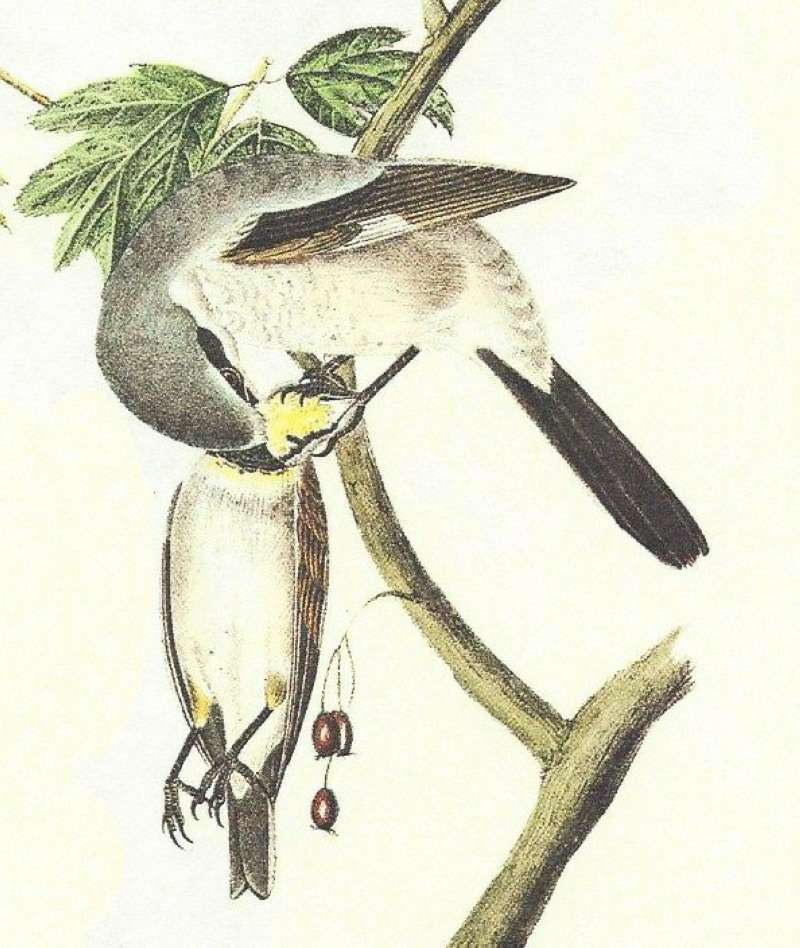 Closer View of Young with Dead Bird as Prey<br>(Origin of the Specimen: Painting by Audubon)