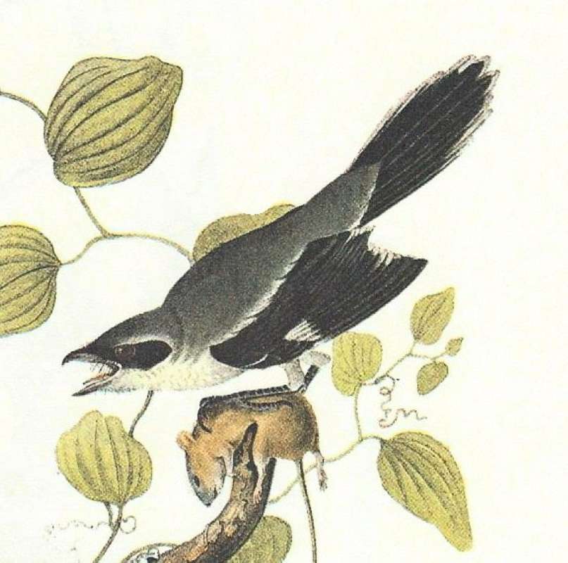 Closer View of Male<br>(Origin of the Specimen: Audubon Painting)