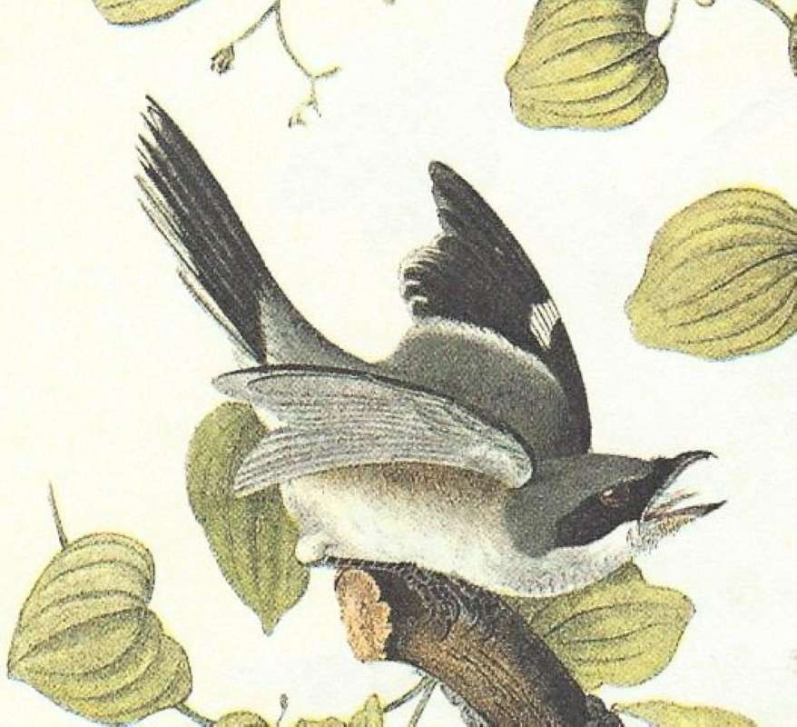 Closer View of Female<br>(Origin of the Specimen: Audubon Painting)