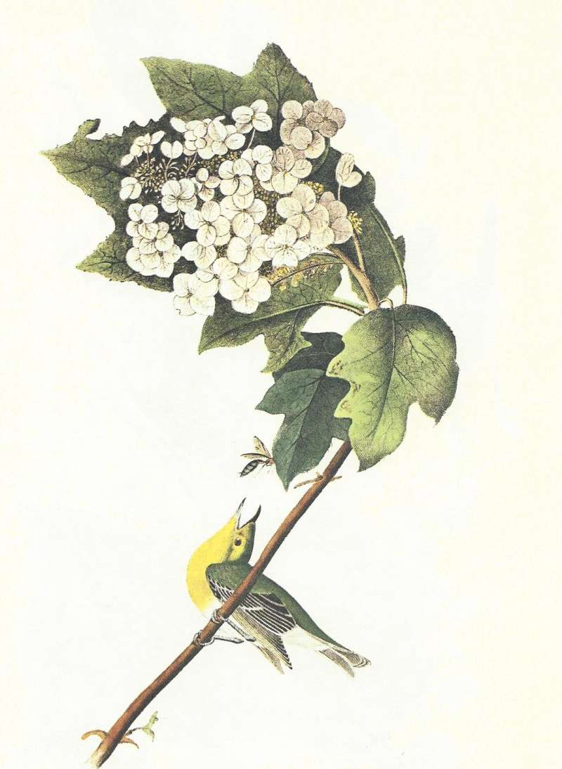 Male on Hydrangea<br>(Origin of the Specimen: Audubon Painting)