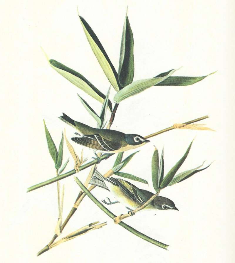 Pair on Cane, Male Above, Female Below<br>(Origin of the Specimen: Audubon Painting)